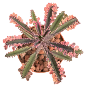 Kalanchoe Pink Butterfly