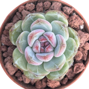Echeveria Black Waterfall