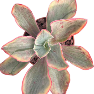 Echeveria Tornado Variegada