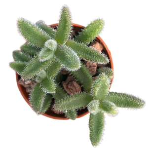 Delosperma Echinatum