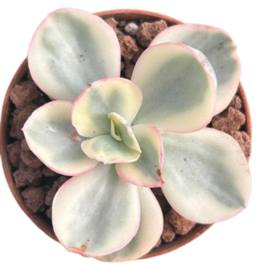 Echeveria Suyon Variegada