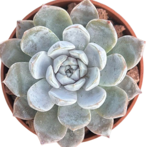 Echeveria Snow Bunny