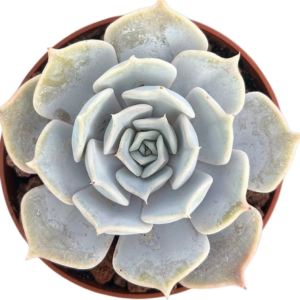 Echeveria Lilacina