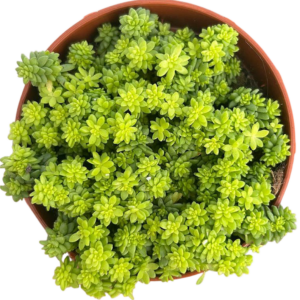 Sedum Japonikum Tokio Sun