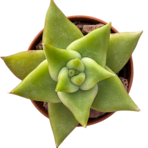Echeveria Agavoides Lemaire