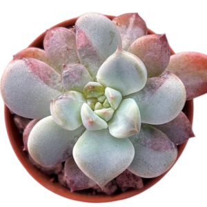 Graptoveria Black Racoon Variegada Monstruosa