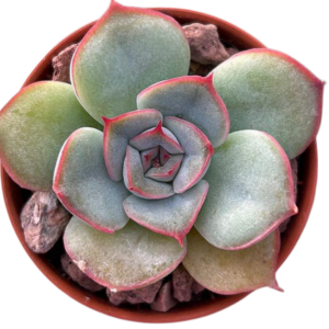 Echeveria Hercules