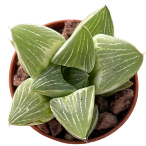 Haworthia Milky Way Variegada