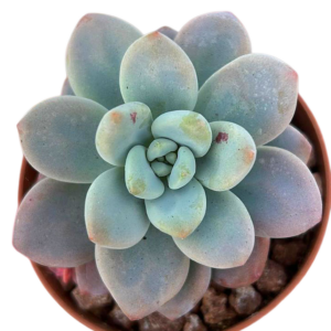 Graptosedum Miul