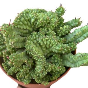 Euphorbia Enopla Monstruosa Crestada