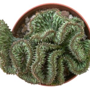 Euphorbia Horrida Crestada