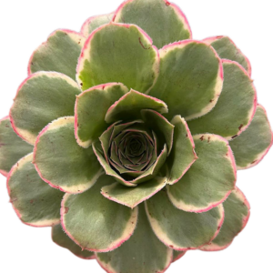 Aeonium Green Rose 13 cm