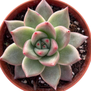 Echeveria Honey Pink