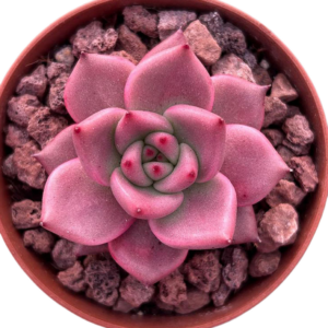 Echeveria Romeo Hibrido