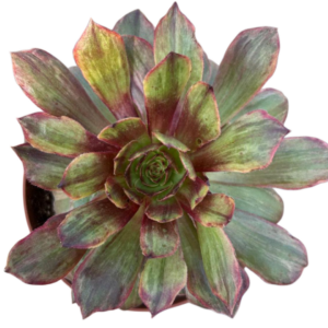 Aeonium Halloween Silk Variegado