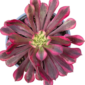Aeonium Red Copper