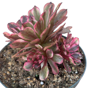 Aeonium White Moonlight