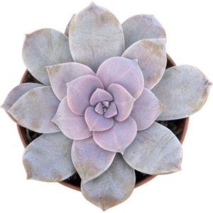 Graptopetalum Superbum