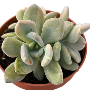 Pachyveria Pachyphytoides Variegada