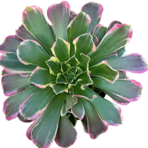 Aeonium Green Witch Cluster