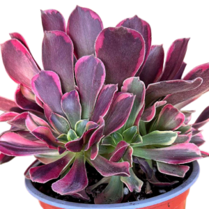 Aeonium Canary Cluster