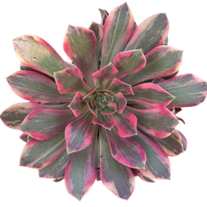 Aeonium Pink Fairy Cluster