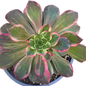 Aeonium Kaleidoscope