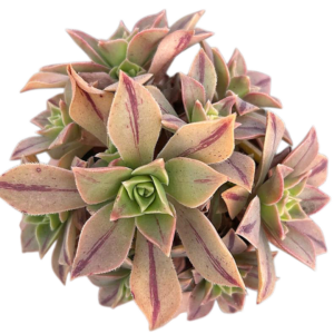 Aeonium Leucoblepharum