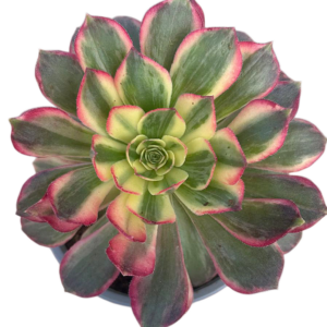 Aeonium Dark Devil
