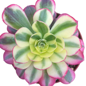 Aeonium Milky White