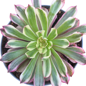 Aeonium White Moonlight