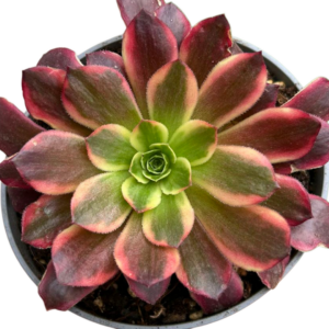 Aeonium Anna Variegado