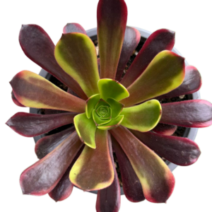 Aeonium Superbang