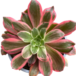 Aeonium Pink Fairy