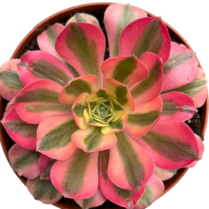 Aeonium Pink Witch