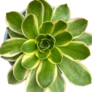 Aeonium Green Rose