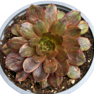 Aeonium Halloween Silk Variegado