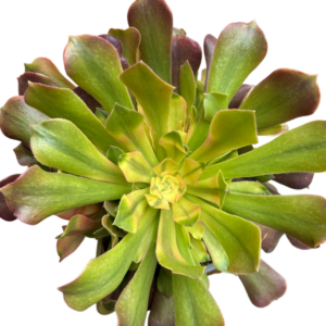 Aeonium Athena Cluster
