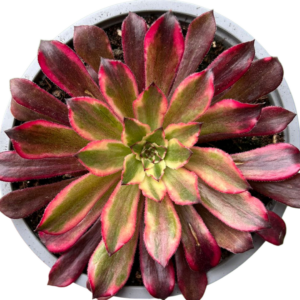 Aeonium Snow Girl