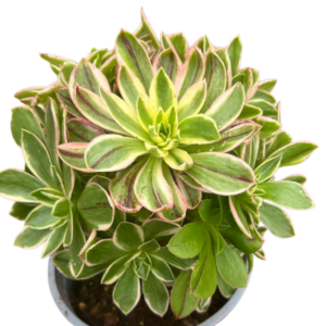 Aeonium Green Rose Cluster