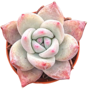 Echeveria Colorata Tapalpa