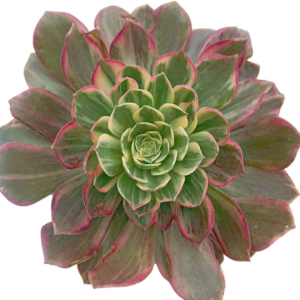 Aeonium Kaleidoscope