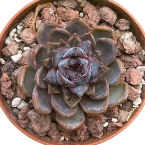 Echeveria Chocolate Mousse