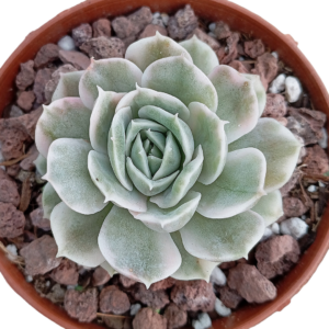 Echeveria Onslow Variegada