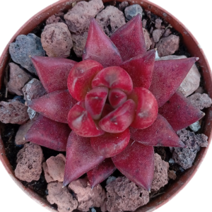 Echeveria Romeo Rubin