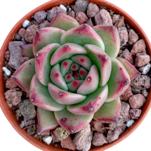 Echeveria Honey Pink