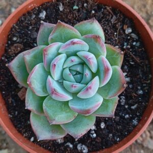 Echeveria Silhouette