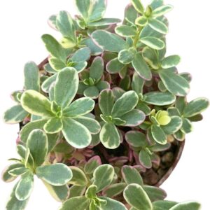 Portulaca Hana Misteria