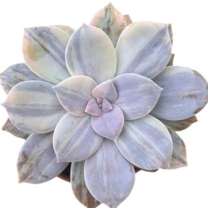 Graptopetalum Superbum Variegada (I)