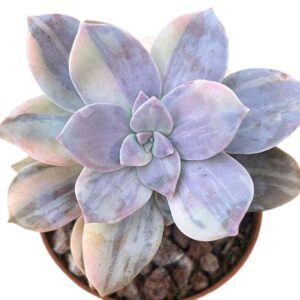 Graptopetalum Superbum Variegada (II)
